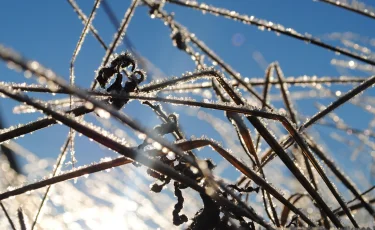 В каких регионах Казахстана ожидаются заморозки