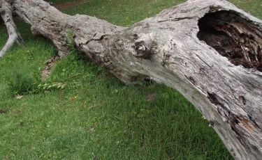 Упавшее дерево убило пенсионерку на кладбище в СКО