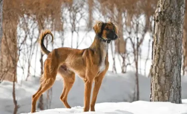 Суд сорвал попытку монополизировать «Казахский тазы»