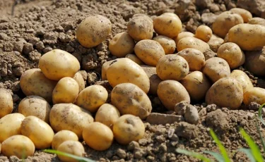 Продовольственные качели: почему в Казахстане дорожают морковь и картофель