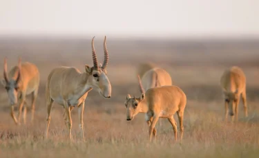 Казахстанские сайгаки уезжают в Китай