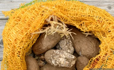 «Картофель сгнил в вагонах»: сенатор требует защитить фермеров от убытков