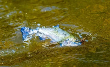 Алматы облысының балық шаруашылығы: орнықты даму мен инвестицияға бағыт