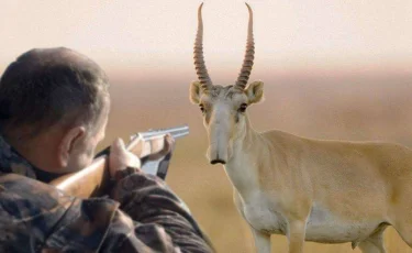 Атып өлтірілген киіктің еті харам: Діни басқарма мәлімдеме жасады