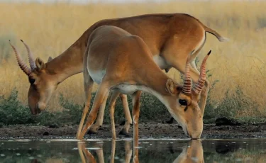 В России собираются отстреливать сайгаков из Казахстана