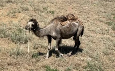 Атырау облысында түйелер белгісіз індеттен қырылып жатыр