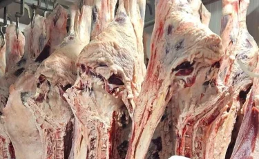 Сайгачье мясо на прилавках: ветеринары проверяют туши на сибирскую язву и радиацию