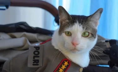 Президенттің мысығына мемлекеттік күзет берілетін болды