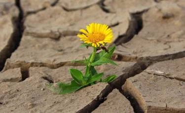 Засуха захватит половину Казахстана: синоптики предупредили об опасном августе