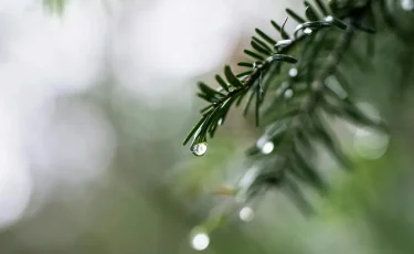 Бұршақ жауады: Қазгидромет ауа райына байланысты ескерту жасады