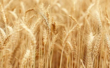 Дожди на севере и центре Казахстана могут затруднить уборку урожая