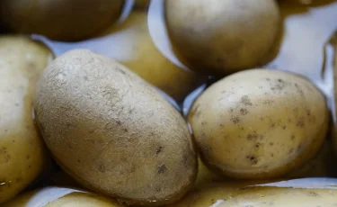 Картофель подешевел, но хранение и расходы поднимут цены к зиме
