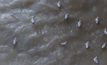 Спутник снова обнаружил загрязнение Каспия: страны бездействуют