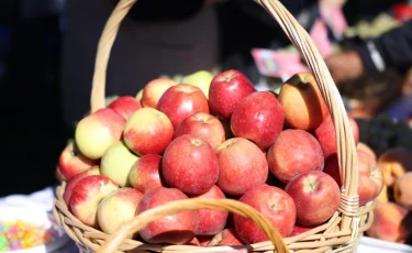 Алматы облысында алманың апорт сорты қайта жаңғыртылмақ