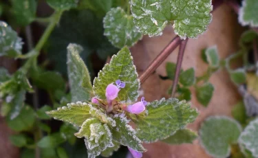 В южных регионах Казахстана ожидаются заморозки 10 октября
