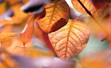 В Казахстане 15 октября ожидается переменная облачность и понижение температуры на севере страны