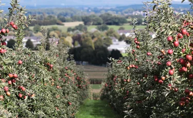 Экс-глава Фонда поддержки сельского хозяйства попался на хищении 430 млн тенге
