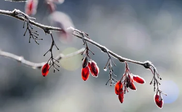 В Казахстане потеплеет к Новому году
