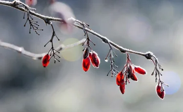 Тепло до +17 градусов: южный циклон накроет Казахстан