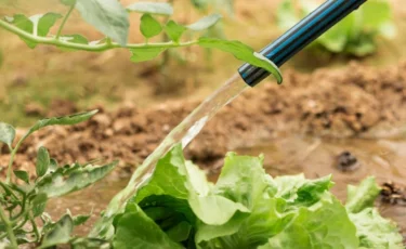 Дефицит воды диктует правила: южным регионам урезали объёмы на полив