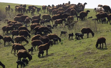 Начинается важный сезон для животноводов
