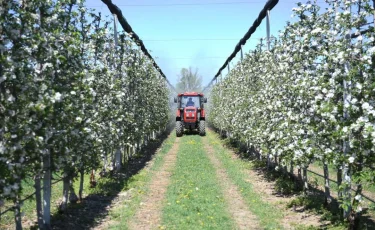 Алматы облысында алма бақтар гүлдеді