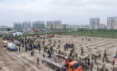 Түркістанда бір күнде 2 мың ағаш егілді