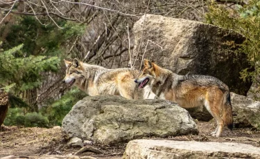 Беременную женщину искусали собаки в Кокшетау