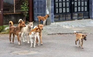 Көкшетауда жүкті әйелді қаңғыбас иттер қауып алды