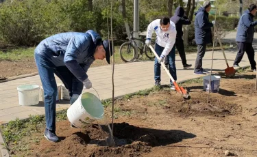 Ұлытауда бір күнде 5 мыңнан аса ағаш егілді