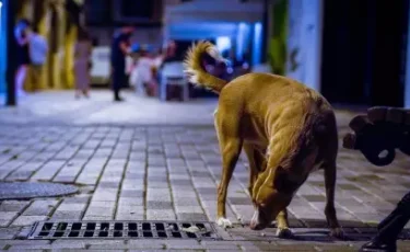 Поправки в закон о животных: факты, цифры и причины изменений