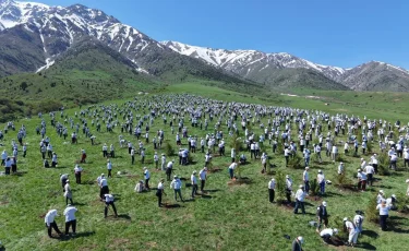 Түркістан облысында бір күнде 20 мың ағаш егілді