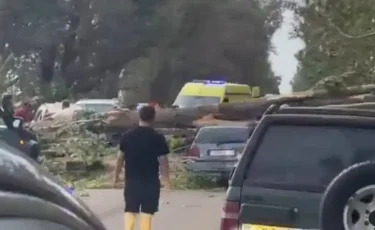 Дерево рухнуло на два автомобиля в Алматинской области: есть пострадавшие