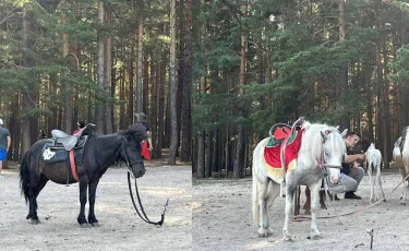 Бурабайда ашыққан понилер туристерді серуендетіп жүр