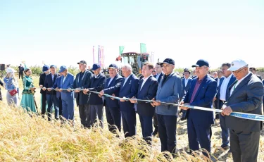 «Дала күні – 2026»: Cыр өңірінде күрішке орақ түсті